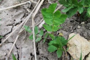 Here are what the parsnip leaves look like in early spring. When you see these leaves, you will want to dig up your parsnips!